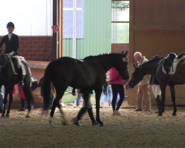 Reitturnier Iserlohn-Kalthof 2017