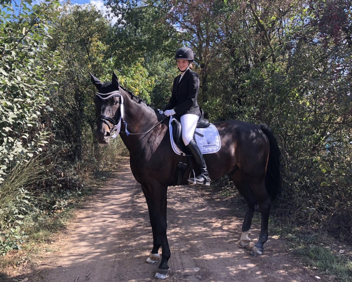 dressage horse Sam 1018 (Oldenburg, 2009, from Sungold 2)