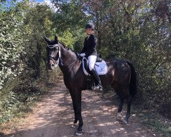 dressage horse Sam 1018 (Oldenburg, 2009, from Sungold 2)