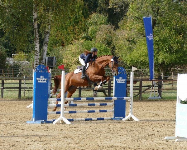horse Daddy's Coole (Oldenburg, 2006, from Daddy Cool)