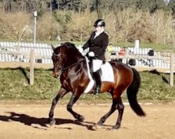 dressage horse Elicio (Pura Raza Espanola (PRE), 2004, from Medieval)