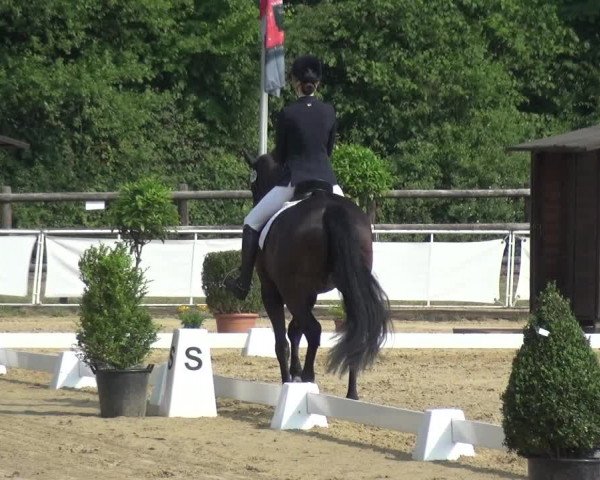 Reitturnier Frechen-Grefrath - Sonnenhof 2017