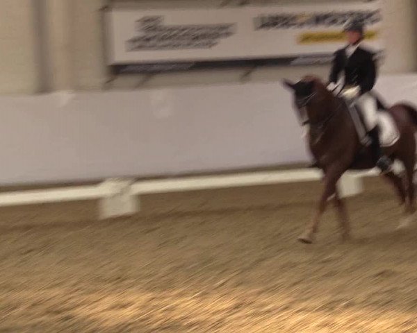 Reitturnier Borken 2017