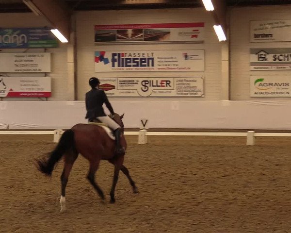 Reitturnier Borken 2017