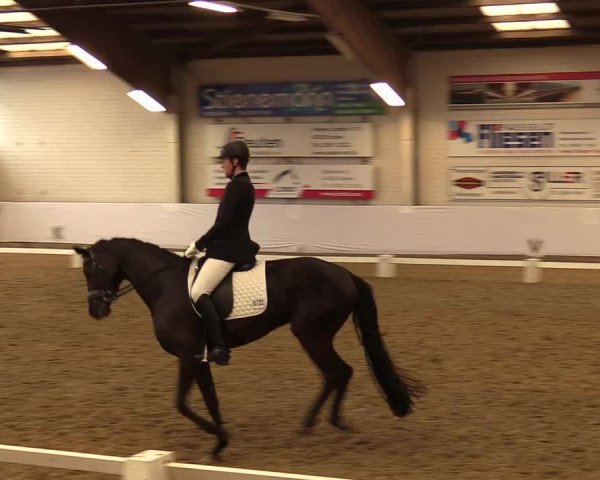 Reitturnier Borken 2017