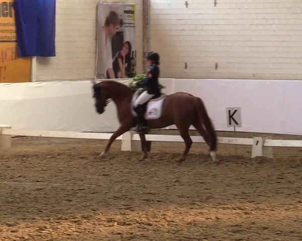 Reitturnier Borken 2017