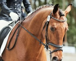 dressage horse Flaneur 218 (Hanoverian, 2010, from Fuechtels Floriscount OLD)