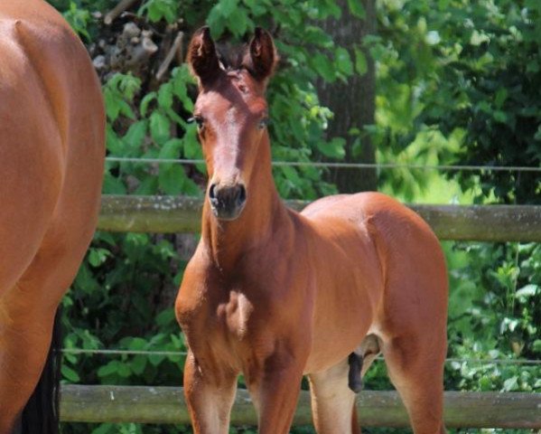 horse Barney M (Westphalian, 2019, from Bel Amour 3)