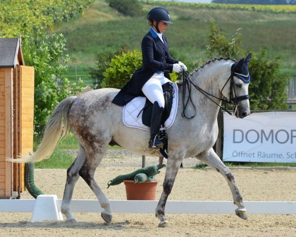 dressage horse Director's Cut M (Rhinelander, 2008, from Dramatic)
