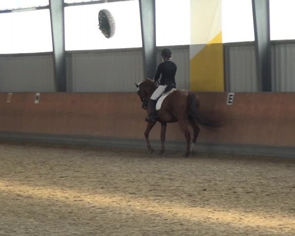 Reitturnier Frechen-Grefrath - Sonnenhof 2017