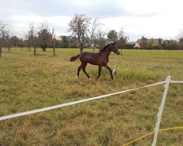 horse Fohlen von Freiher von Stein (German Sport Horse, 2018, from Freiherr von Stein)