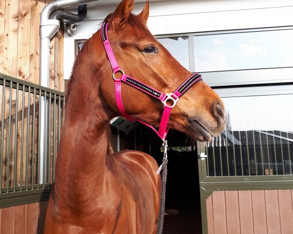 horse Don B (Hanoverian, 2014) horse Don B (Hanoverian, 2014)