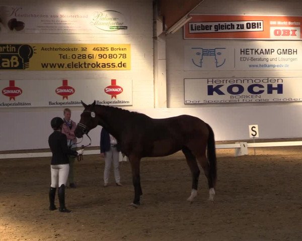 Reitturnier Borken 2017