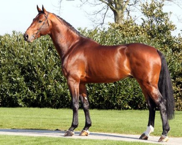 stallion Eldorado van de Zeshoek (Belgian Warmblood, 2004, from Clinton)