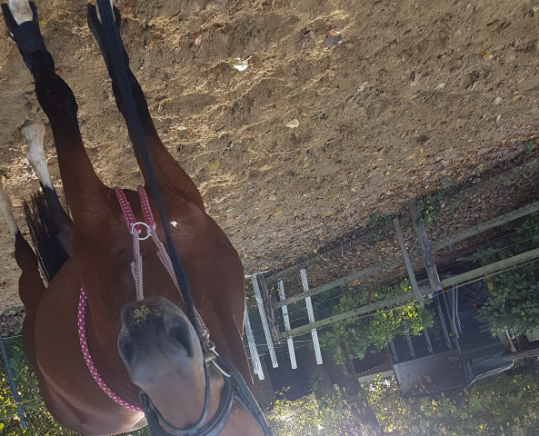 dressage horse Tommy 261 (Westphalian, 2012, from Tamango)