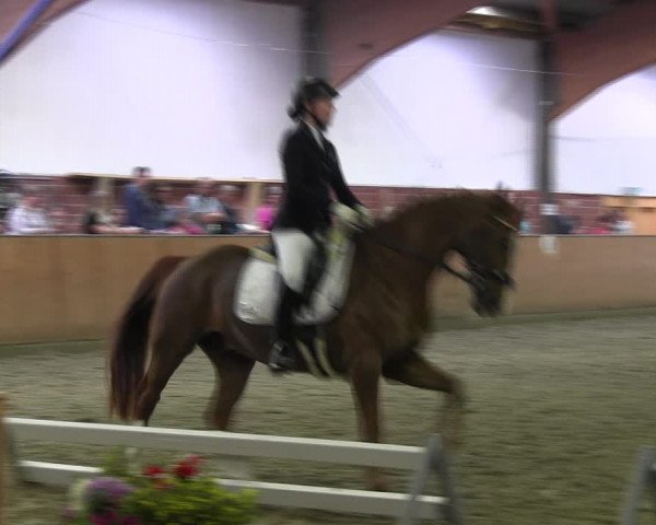 Reitturnier Iserlohn-Kalthof 2017
