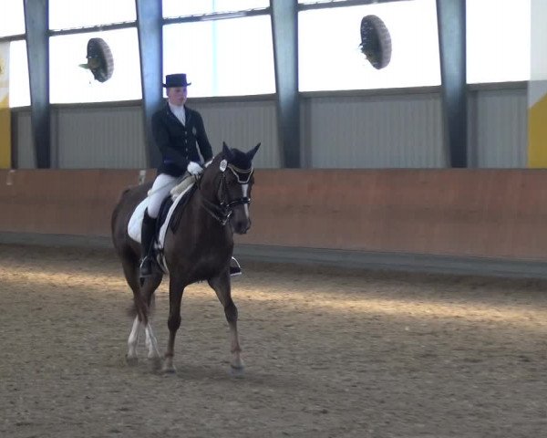 Reitturnier Frechen-Grefrath - Sonnenhof 2017