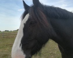 horse Ballyclough Joseph (Tinker / Irish Cob / Gypsy Vanner, 2007)
