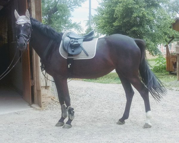 Dressurpferd Zöthen's Dunja (Deutsches Reitpony, 2010, von Wengelo's Nelson)