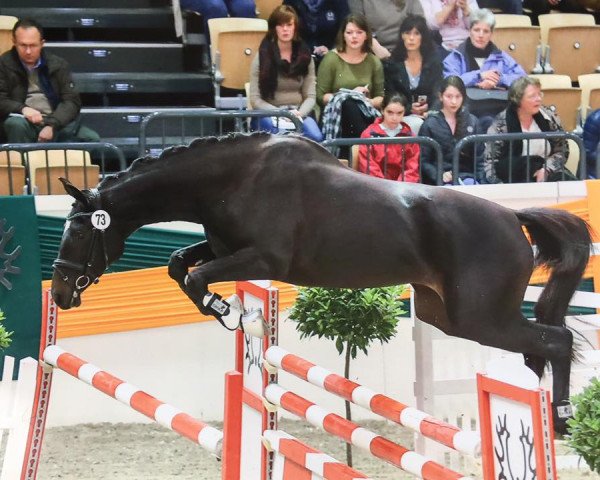 Springpferd Cosima (Trakehner, 2013, von Abendtanz)