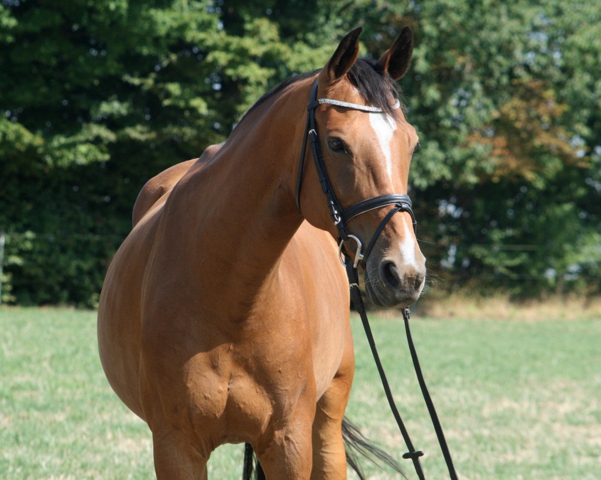 broodmare Loveday PJ (Hanoverian, 2009, from Lordanos)