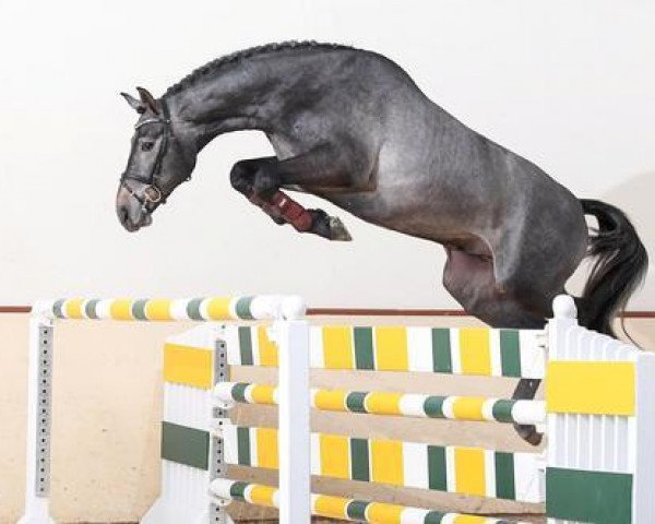 Deckhengst Cornet to win (Westfale, 2015, von Cornet Obolensky)