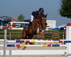 jumper Horse Gym's Deja Vue (Holsteiner, 2008, from Diamant de Semilly)
