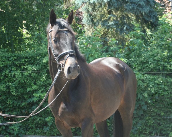 horse Black Jane (Oldenburg, 2011, from Black Jack 175)