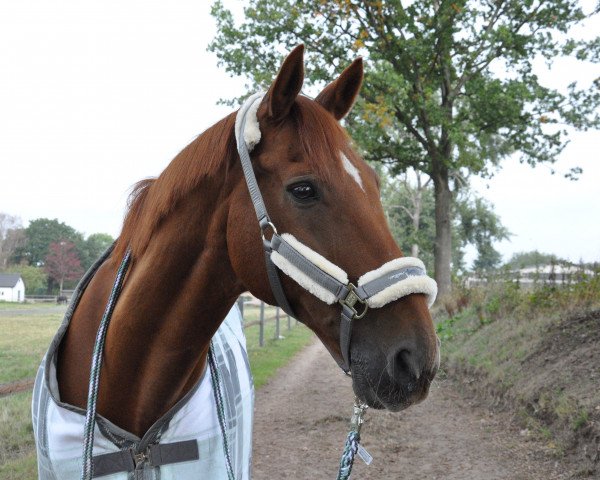 Pferd Weltcup A (Hannoveraner, 1999, von Weltruhm)