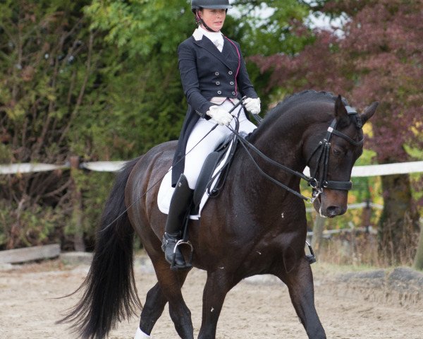 stallion Quinta's Erbe (Westphalian, 2007, from Quinta Real)