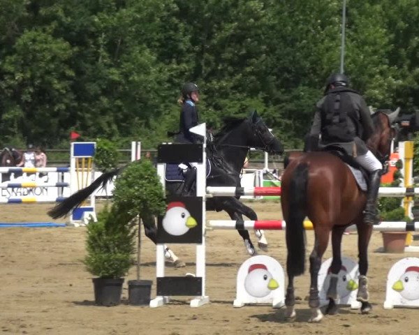 Reitturnier Frechen-Grefrath - Sonnenhof 2017