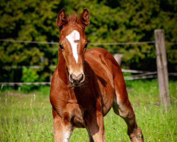 horse Little Lion Man (German Sport Horse, 2019, from Landrebell)