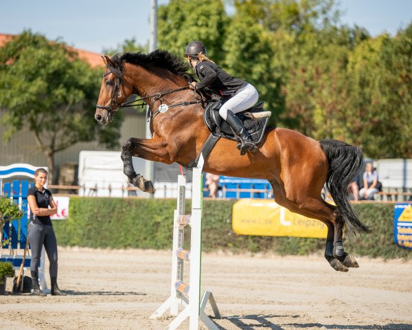 jumper Connewitz (Holsteiner, 2011, from Cassaro 5)