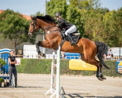jumper Connewitz (Holsteiner, 2011, from Cassaro 5)