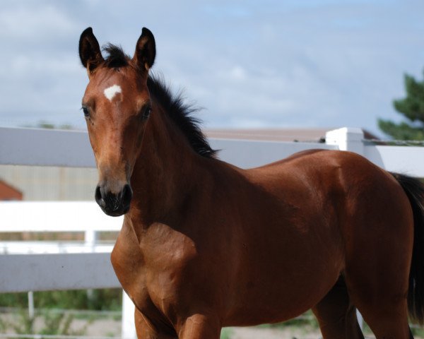 horse Burberry B (German Sport Horse, 2018, from Callaho's Benicio)