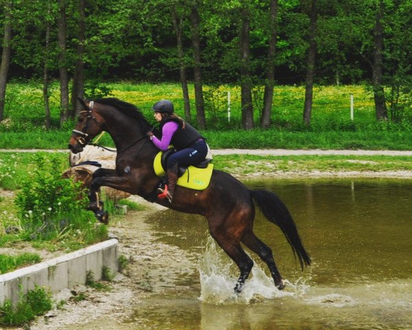 jumper Catanzano (Bavarian, 2013, from Carenzo)