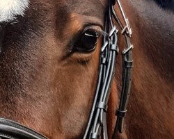 dressage horse Tösen (Danish Warmblood, 2011)