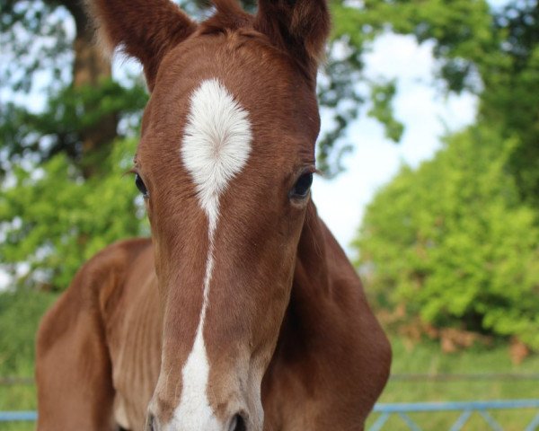 horse Bella Kelly (Oldenburg, 2018, from Callaho's Benicio) horse Bella Kelly (Oldenburg, 2018, from Callaho's Benicio)