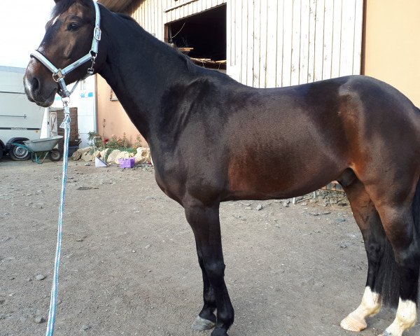 Dressurpferd Aramis T (Bayer, 2008, von Arpeggio) Dressurpferd Aramis T (Bayer, 2008, von Arpeggio)