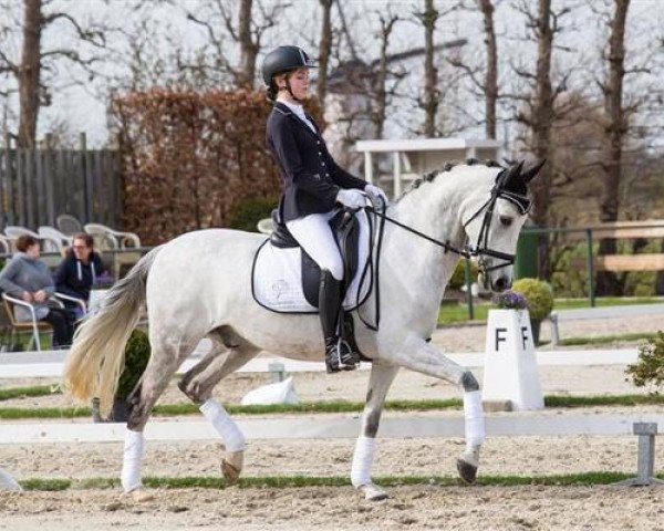 dressage horse Duck (Nederlands Welsh Ridepony, 2008, from Bokkesprong Casjmier)