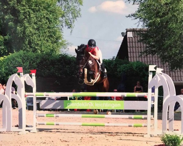 Springpferd Esperado 26 (KWPN (Niederländisches Warmblut), 2009, von Canturano I)