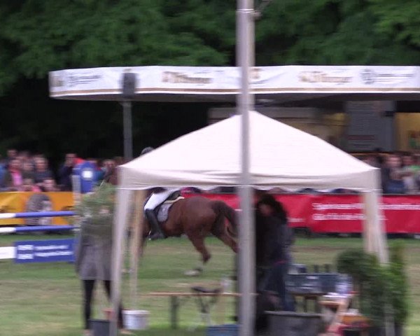 Reitturnier Borken 2017