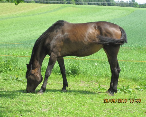broodmare Angelina V (Trakehner, 2003, from Angard)