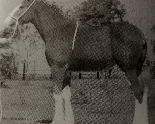 broodmare 2S Queen Sassie Chanel (Clydesdale, 2002, from Maple Stone Stuart Maxton)