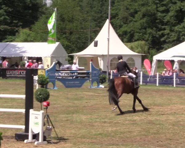 Reitturnier Borken 2017