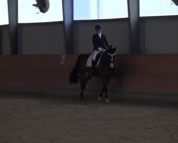Reitturnier Frechen-Grefrath - Sonnenhof 2017