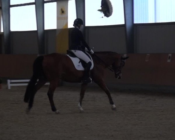 Reitturnier Frechen-Grefrath - Sonnenhof 2017