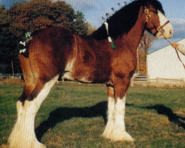 Deckhengst Hillmoor Fusilier (Clydesdale, 1989, von Ayton Perfection)