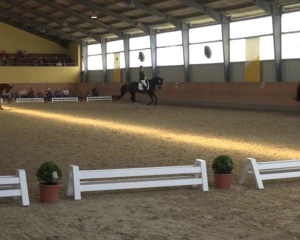 Reitturnier Frechen-Grefrath - Sonnenhof 2017