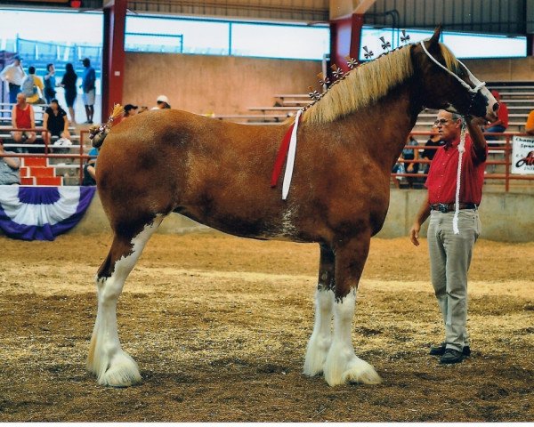 broodmare 2S Omega's Golden Gem (Clydesdale, 2007, from Live Oak Omega)